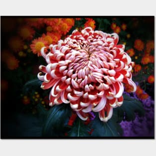 Dahlia Posters and Art